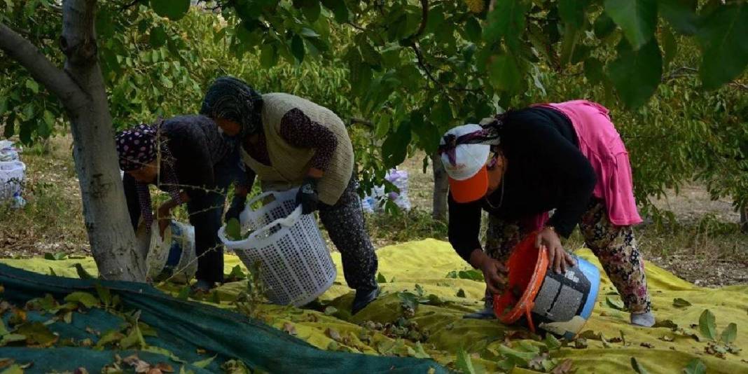 13.400 dekardan 500 ton üretim yapılıyor! Beklenen hasat sonunda geldi: Sabahın ilk ışıklarında tarlada hareketlilik başlıyor 3